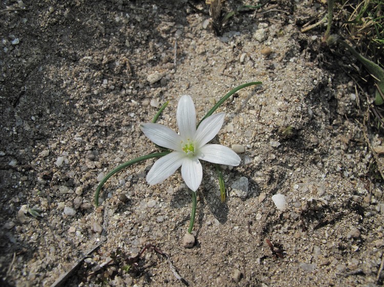 Ornithogalum exscapum